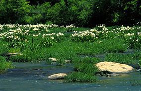 Cahaba River National Wildlife Refuge httpsuploadwikimediaorgwikipediacommonsthu