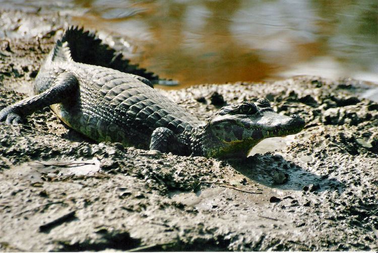 Caiman yacare.jpg