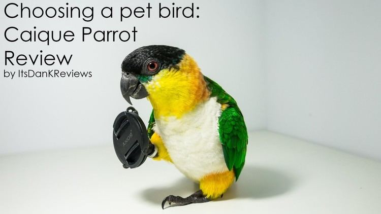 Caique Choosing a Pet Bird Caique Parrot Review YouTube