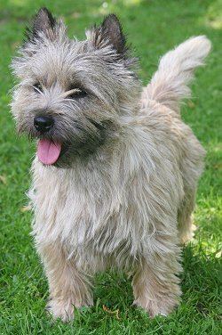 Cairn Terrier Cairn Terriers What39s Good About 39Em What39s Bad About 39Em