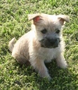 Cairn Terrier Cairn Terrier Dog Breed Information and Pictures