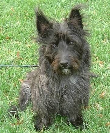 Cairn Terrier Cairn Terrier Dog Breed Information and Pictures