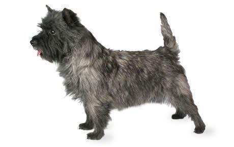 Cairn Terrier Cairn Terrier Dog Breed Information Pictures Characteristics