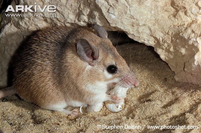 Cairo spiny mouse Cairo spiny mouse videos photos and facts Acomys cahirinus ARKive