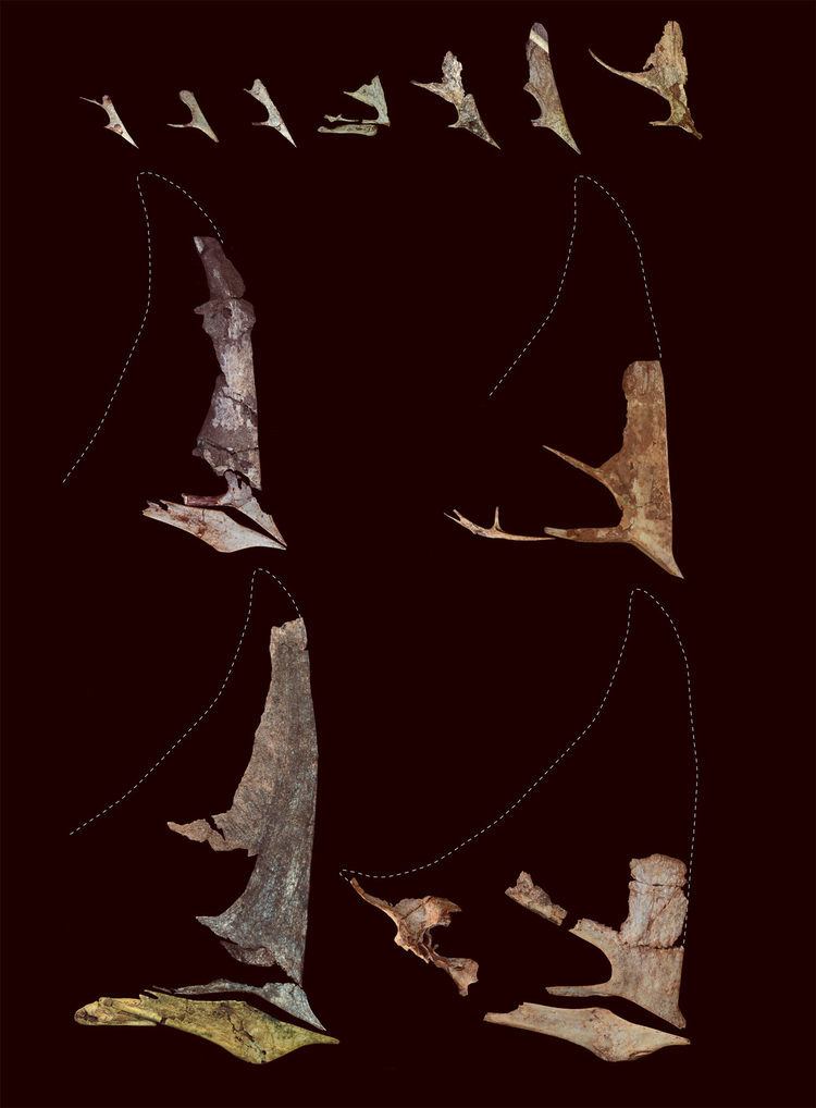 Caiuajara Caiuajara dobruskii New Pterosaur Species Discovered in Brazil