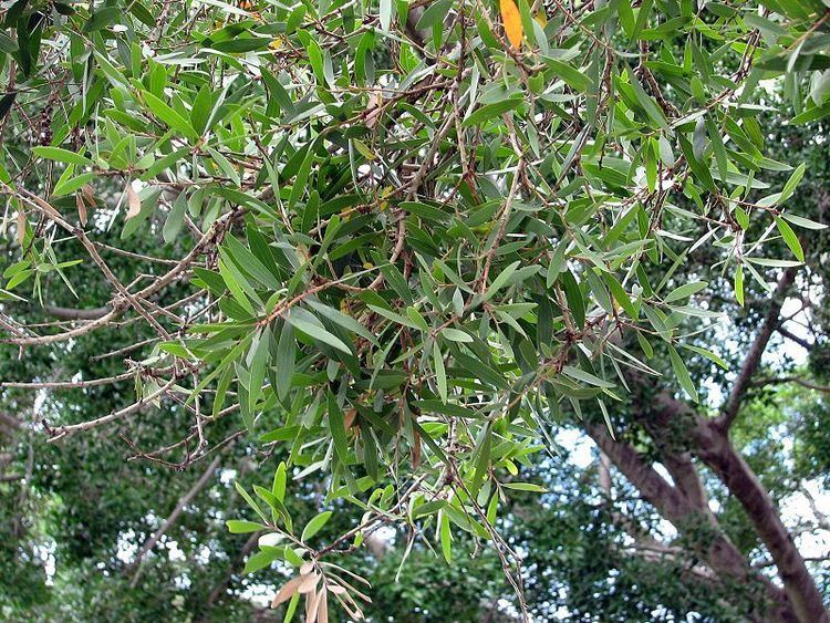 Cajeput tree aromatherapytipsandtricks Cajeput Melaleuca leucadendra