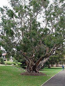 Cajeput tree httpsuploadwikimediaorgwikipediacommonsthu
