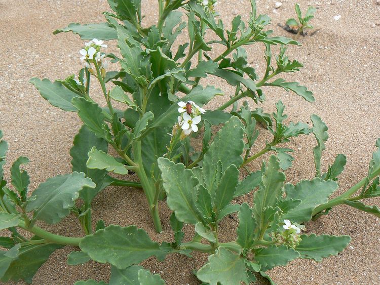Cakile Cakile maritima Plant Biodiversity of SouthWestern Morocco