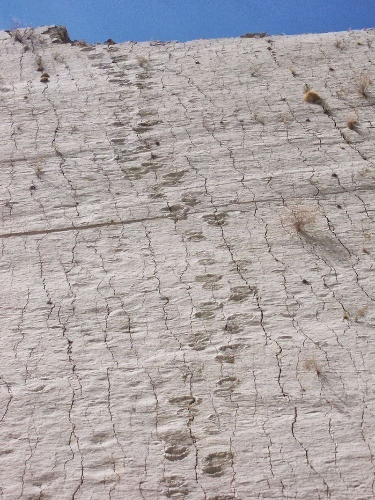Cal Orcko Cal Orcko A 300 Feet Wall With Over 5000 Dinosaur Footprints