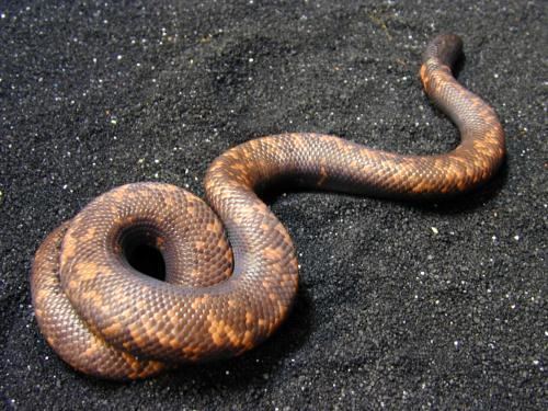 Calabar python wwwcydoniamallcompetspicturescalabarburrowin