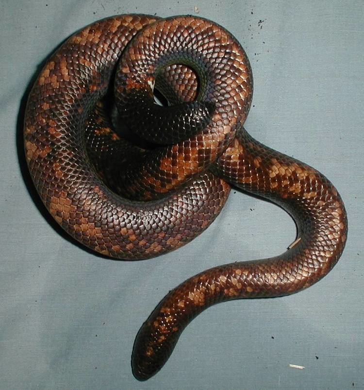 Calabar python Photo Gallery