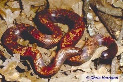 Calabar python The Sand Boa Page The African Burrowing quotPythonquot