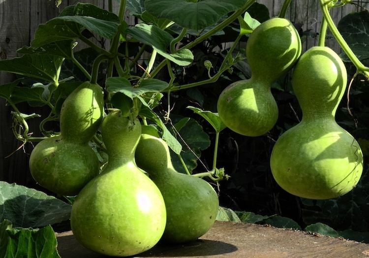 Calabash Vegetable garden Calabash Bottle gourd