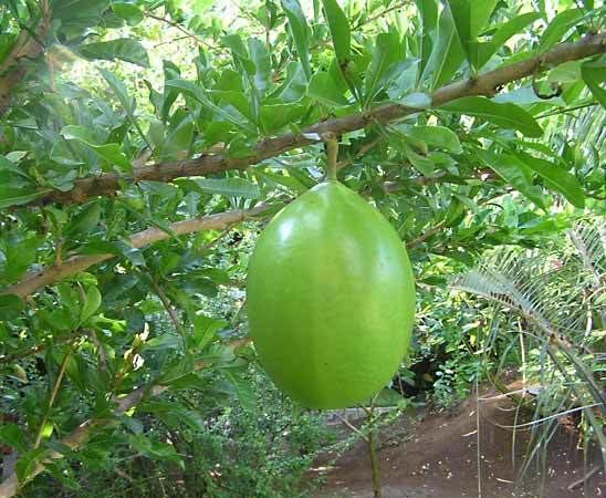 Calabash calabash tree tree Britannicacom