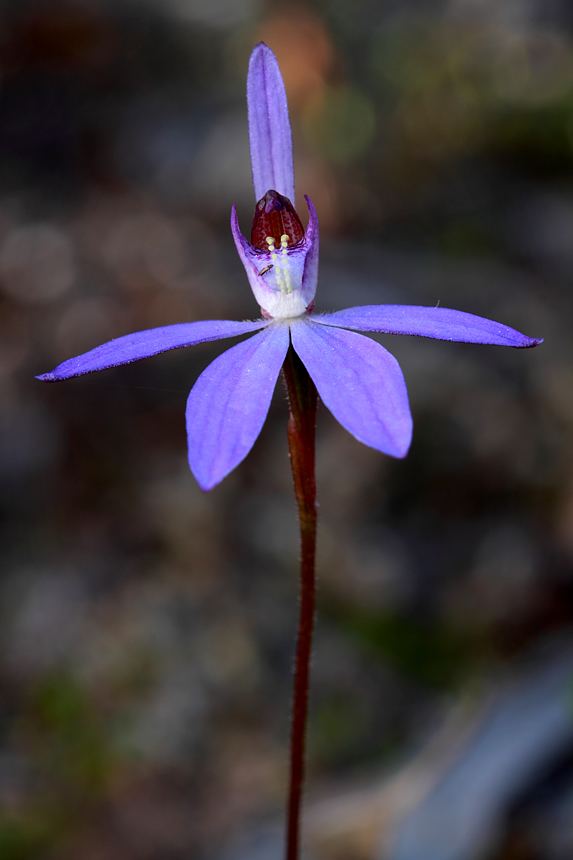 Caladenia 1000 images about Caladenia Orchids on Pinterest