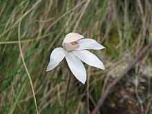 Caladenia alpina httpsuploadwikimediaorgwikipediacommonsthu