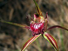 Caladenia arenicola httpsuploadwikimediaorgwikipediacommonsthu