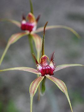 Caladenia arenicola Website of Tobias Westmeier Nature Orchids of Australia