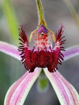Caladenia arenicola Website of Tobias Westmeier Nature Orchids of Australia