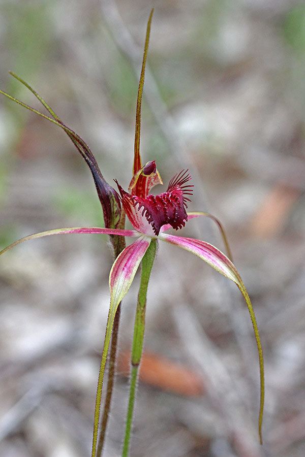 Caladenia arenicola Caladenia arenicola The Orchids of Western Australia