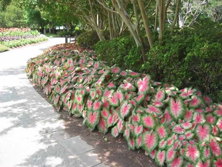 Caladium 1000 images about Caladiums on Pinterest Gardens Pictures of and