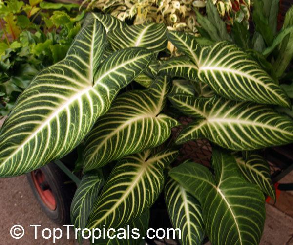 Caladium lindenii Tropical plant catalog TopTropicalscom