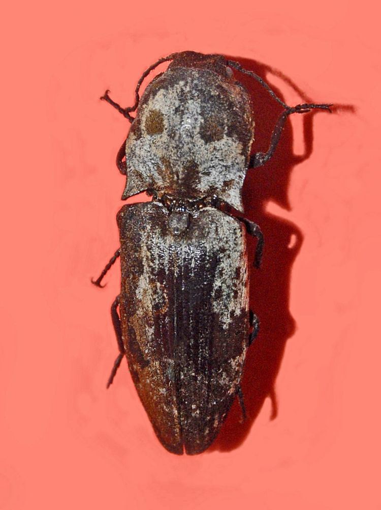Calais (beetle)