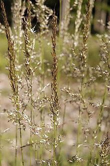 Calamagrostis arundinacea httpsuploadwikimediaorgwikipediacommonsthu