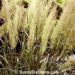 Calamagrostis arundinacea Calamagrostis arundinacea brachytricha Reed Grass Foxtail Grass