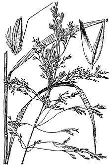 Calamagrostis bolanderi httpsuploadwikimediaorgwikipediacommonsthu