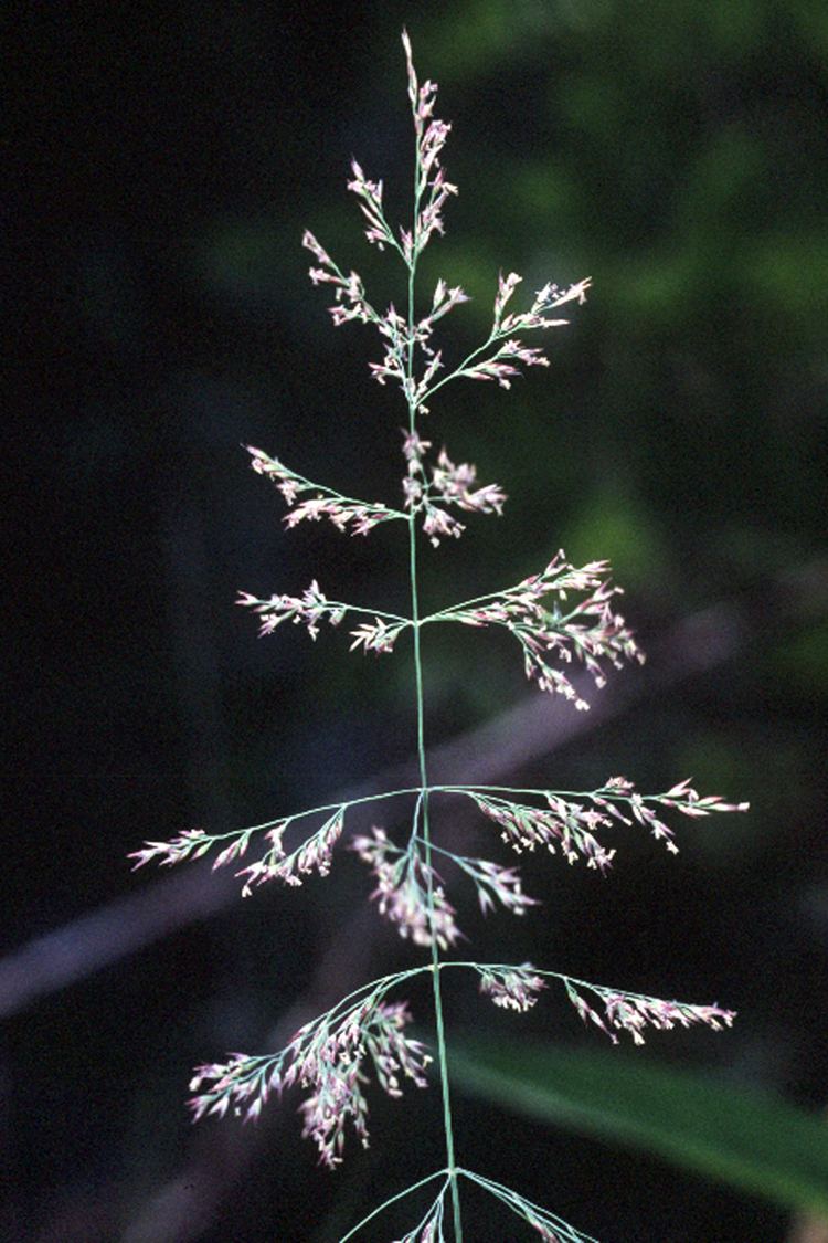 Calamagrostis canadensis Calamagrostis canadensis Wikipedia