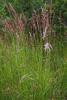 Calamagrostis canescens httpsuploadwikimediaorgwikipediacommonsthu