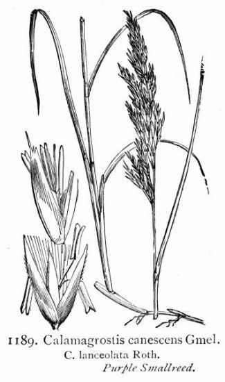Calamagrostis canescens Scientific name Calamagrostis canescens ONLINE BOTANY