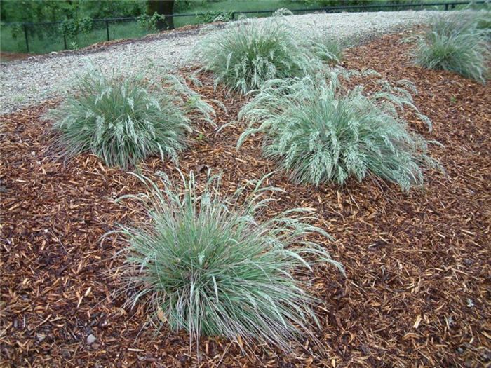 Calamagrostis foliosa Calamagrostis foliosa