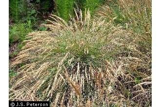 Calamagrostis foliosa Plants Profile for Calamagrostis foliosa leafy reedgrass