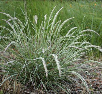Calamagrostis foliosa Calamagrostis foliosa Leafy Reed Grass plant lust