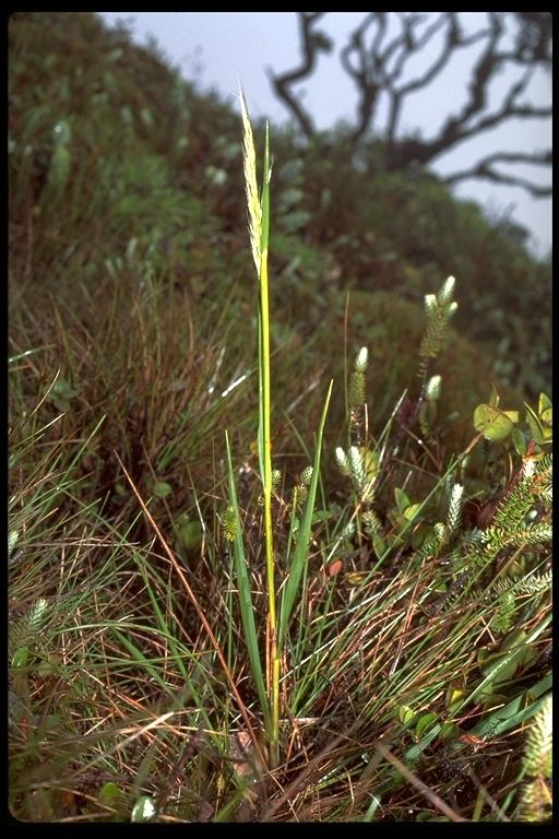 Calamagrostis hillebrandii