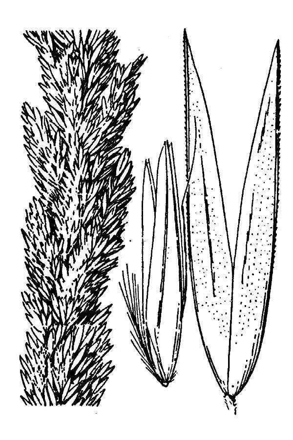 Calamagrostis koelerioides