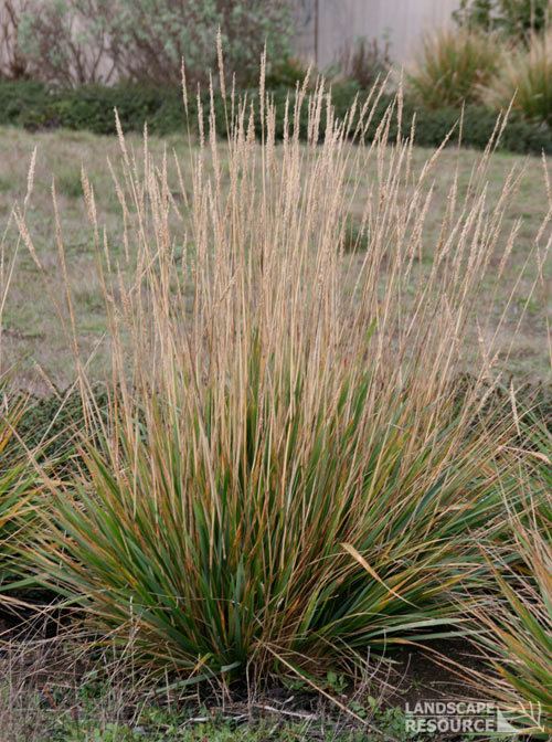 Calamagrostis nutkaensis Pacific Reed Grass LandscapeResourcecom