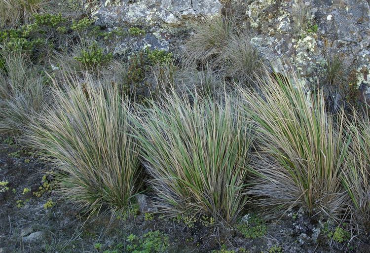 Calamagrostis nutkaensis CalPhotos Calamagrostis nutkaensis Nootka Reed Grass