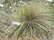 Calamagrostis ophitidis httpsuploadwikimediaorgwikipediacommonsthu