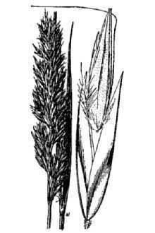 Calamagrostis purpurascens httpsplantsusdagovgallerystandardcapu001