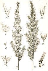 Calamagrostis varia httpsuploadwikimediaorgwikipediacommonsthu