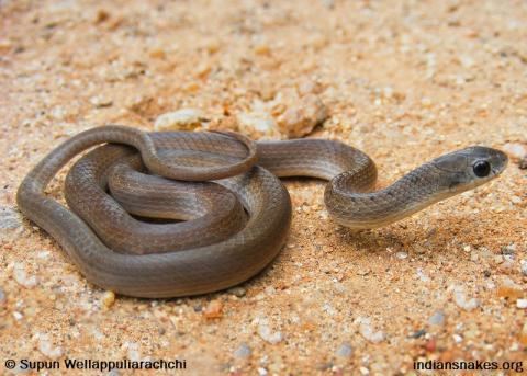 Calamaria Calamaria Reed Snake Indiansnakesorg