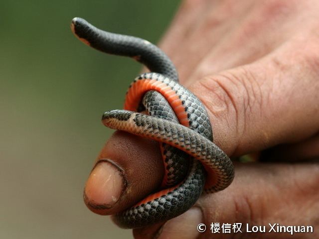 Calamaria Reptile of Hong Kong