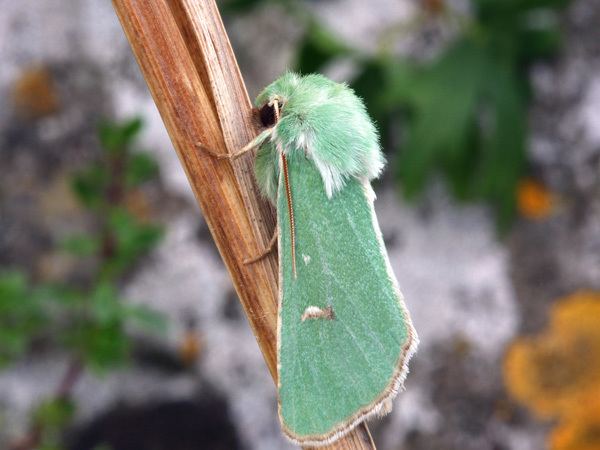 Calamia tridens Hants Moths 73116 Burren Green Calamia tridens