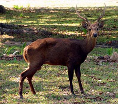 Calamian deer Environmental Challenges of the RP Calayian Deer