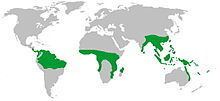 Calamoideae httpsuploadwikimediaorgwikipediacommonsthu