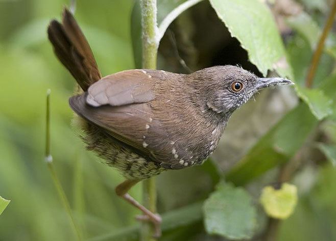 Calamonastes Calamonastes fasciolatus Barred wrenwarbler Barred warbler