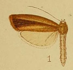 Calamotropha fuscivittalis